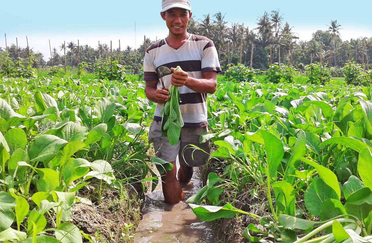 Projekt "Tierdung produziert sauberes Biogas in Indonesien""