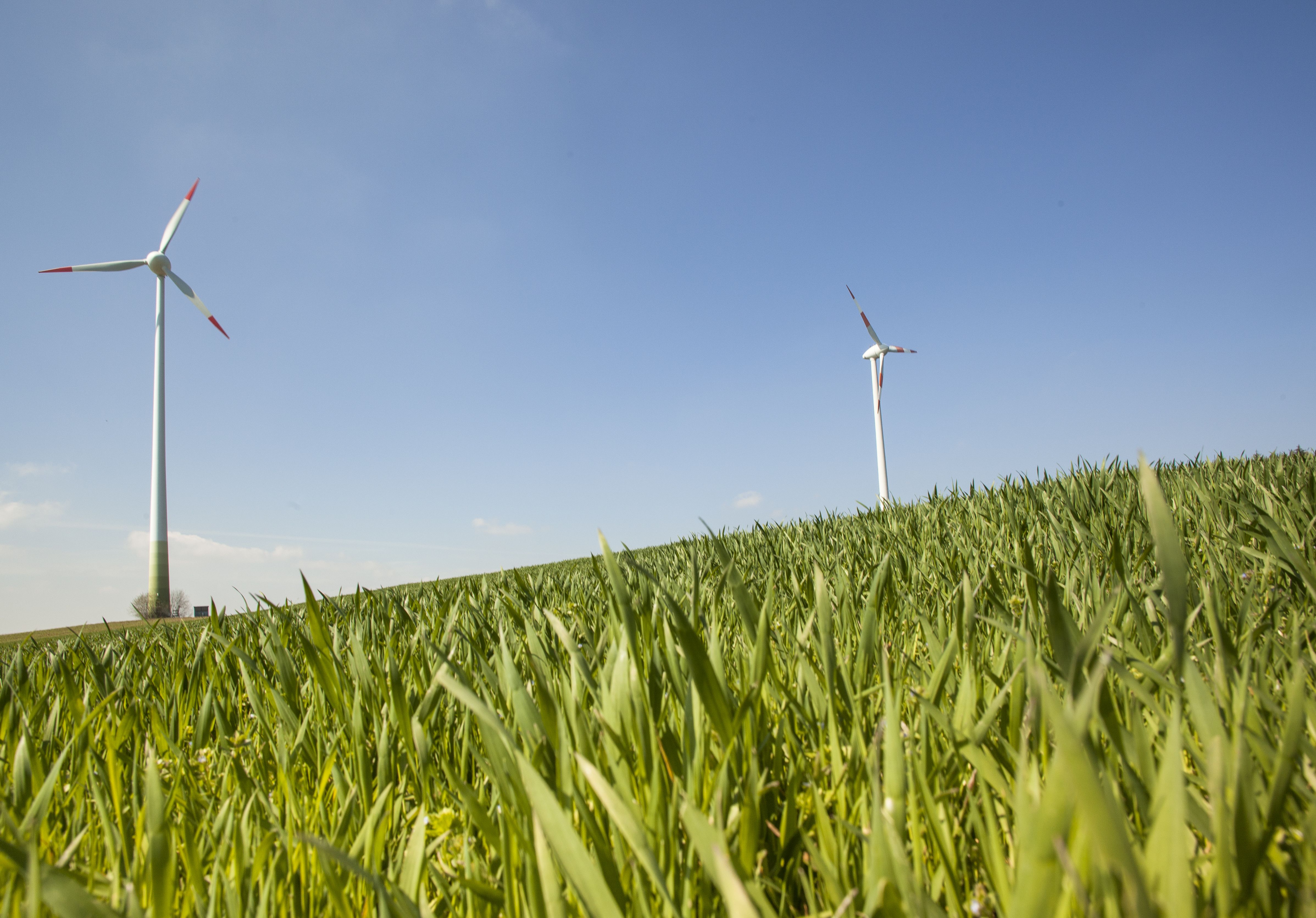 Windräder auf einer grünen Wiese bei wolkenlosem Himmel