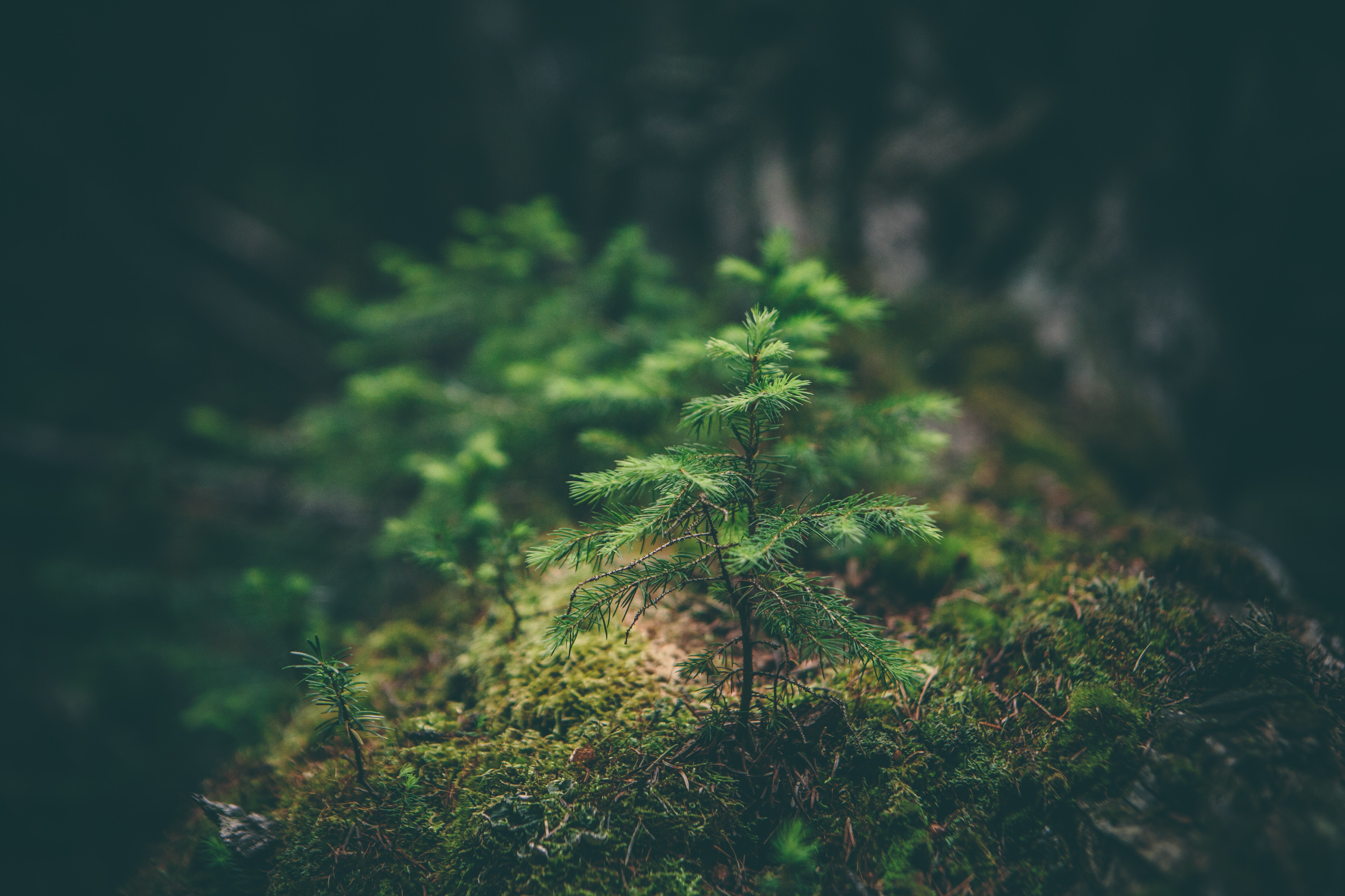 Tannenbaum im Wald