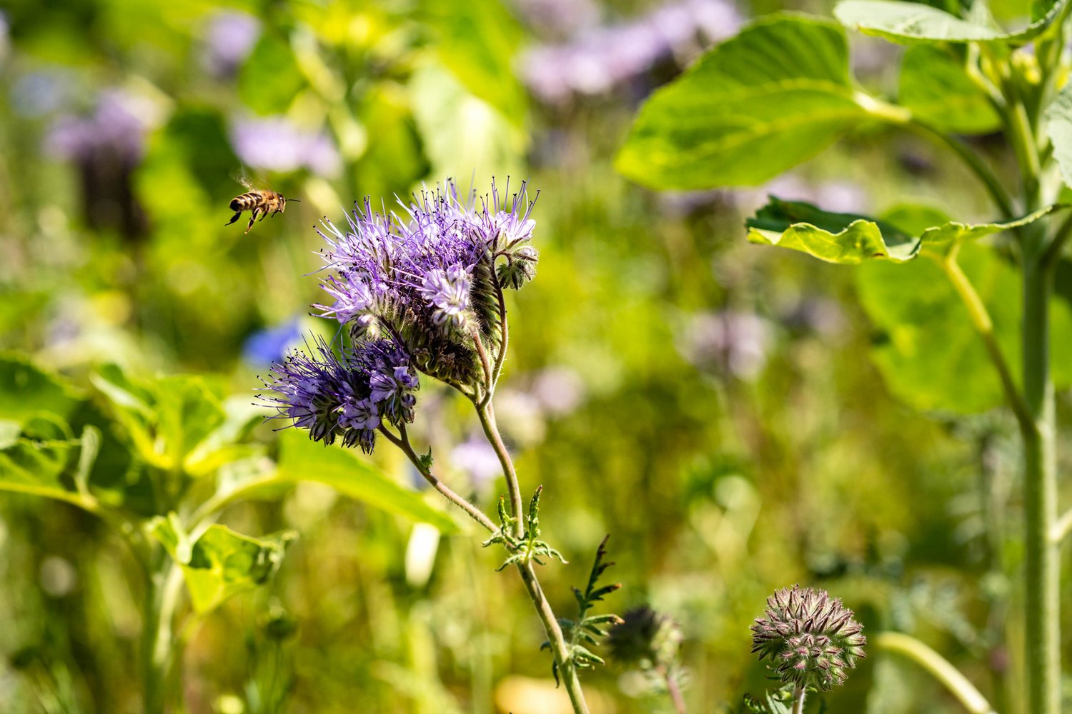 Nahaufnahme der Blühwiese in Bopfingen mit Biene